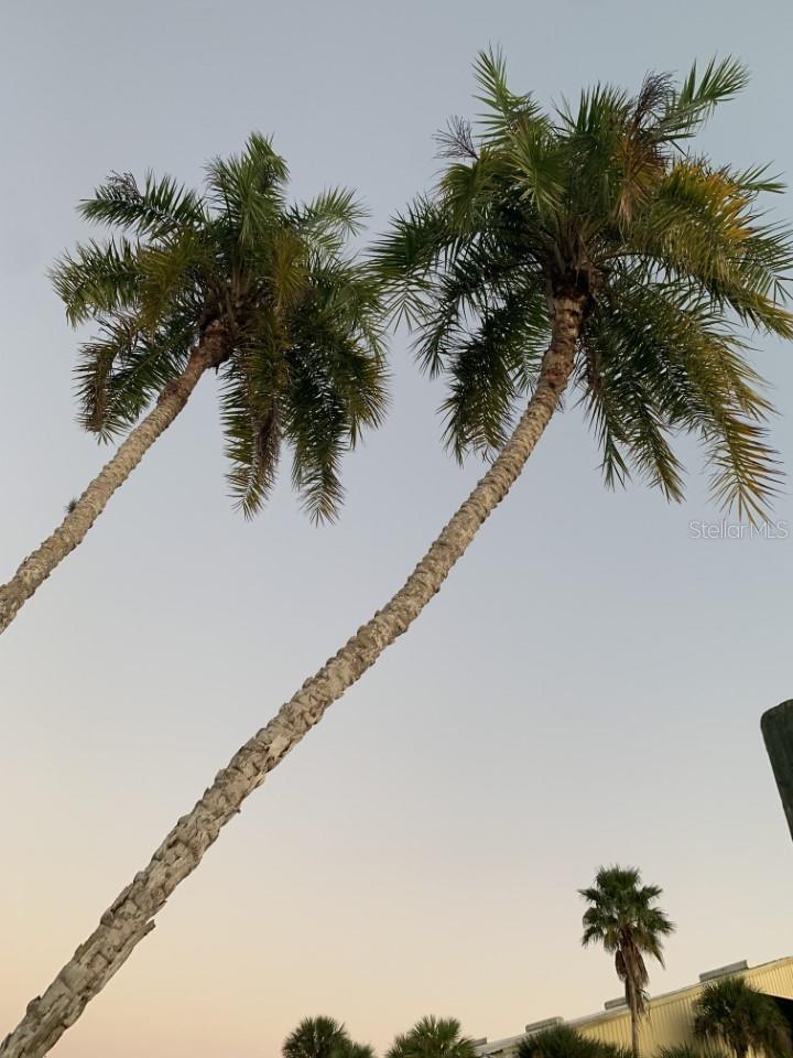 Image 41 of 48 For 170 Gulf Boulevard 3