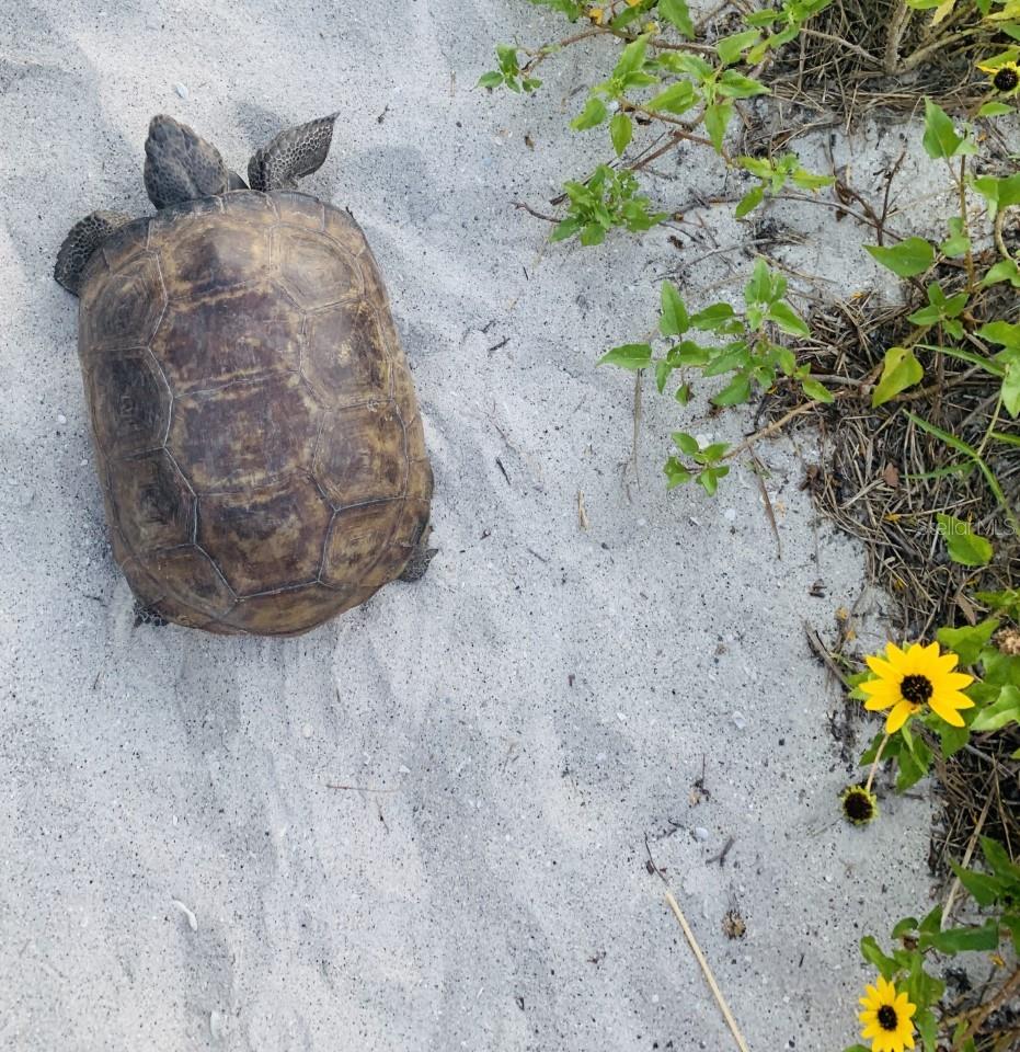 Image 42 of 48 For 170 Gulf Boulevard 3