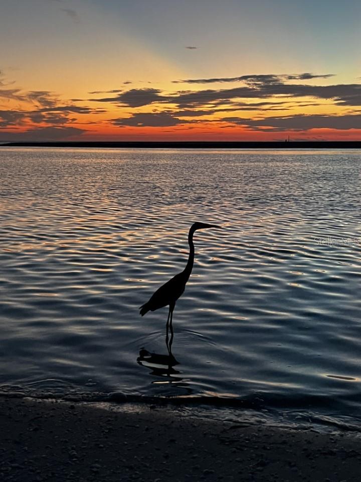 Image 44 of 50 For 170 Gulf Boulevard 4