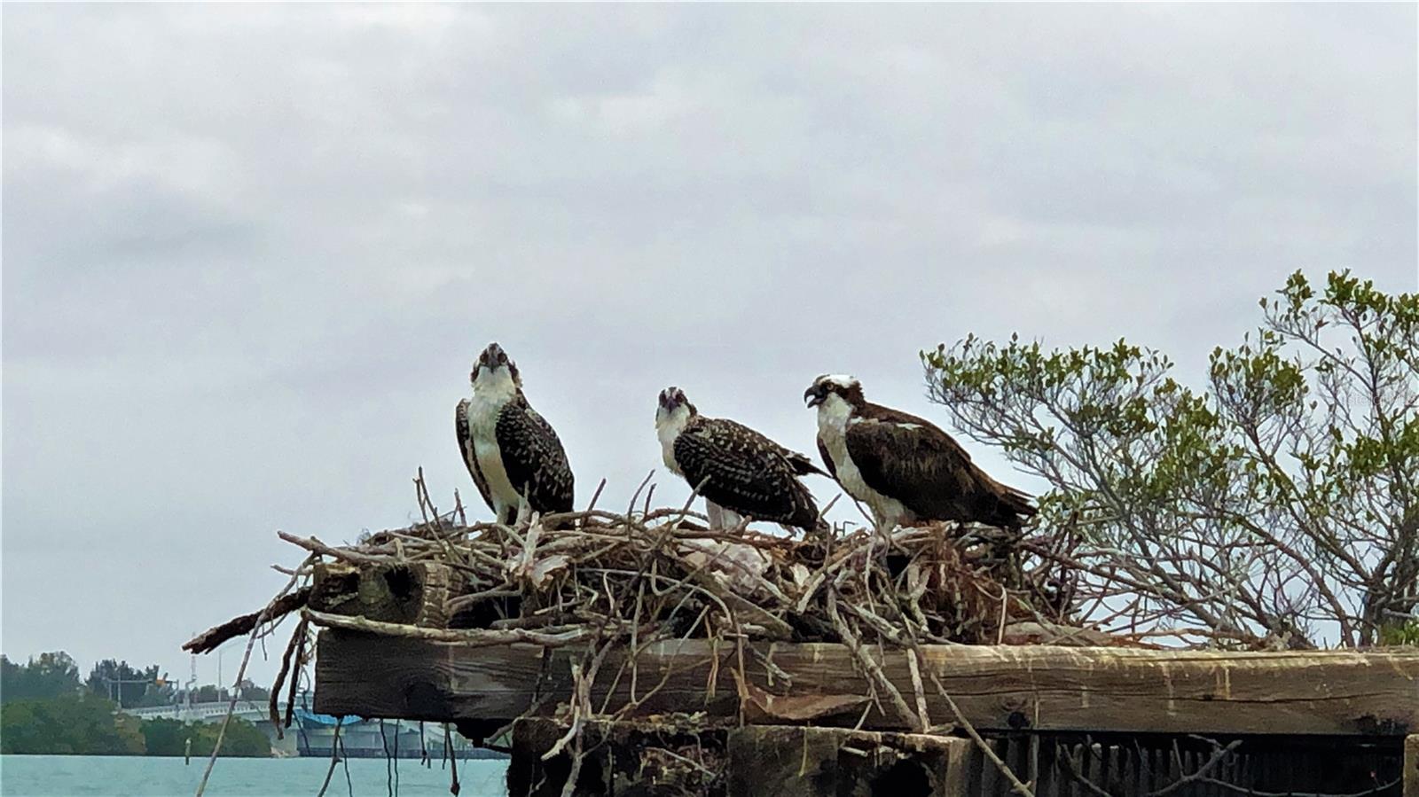 Image 25 of 30 For 9552 Buccaneer Trail