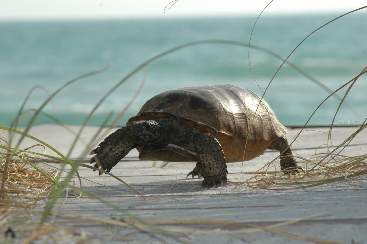 Image 48 of 54 For 391 Kettle Harbor Drive