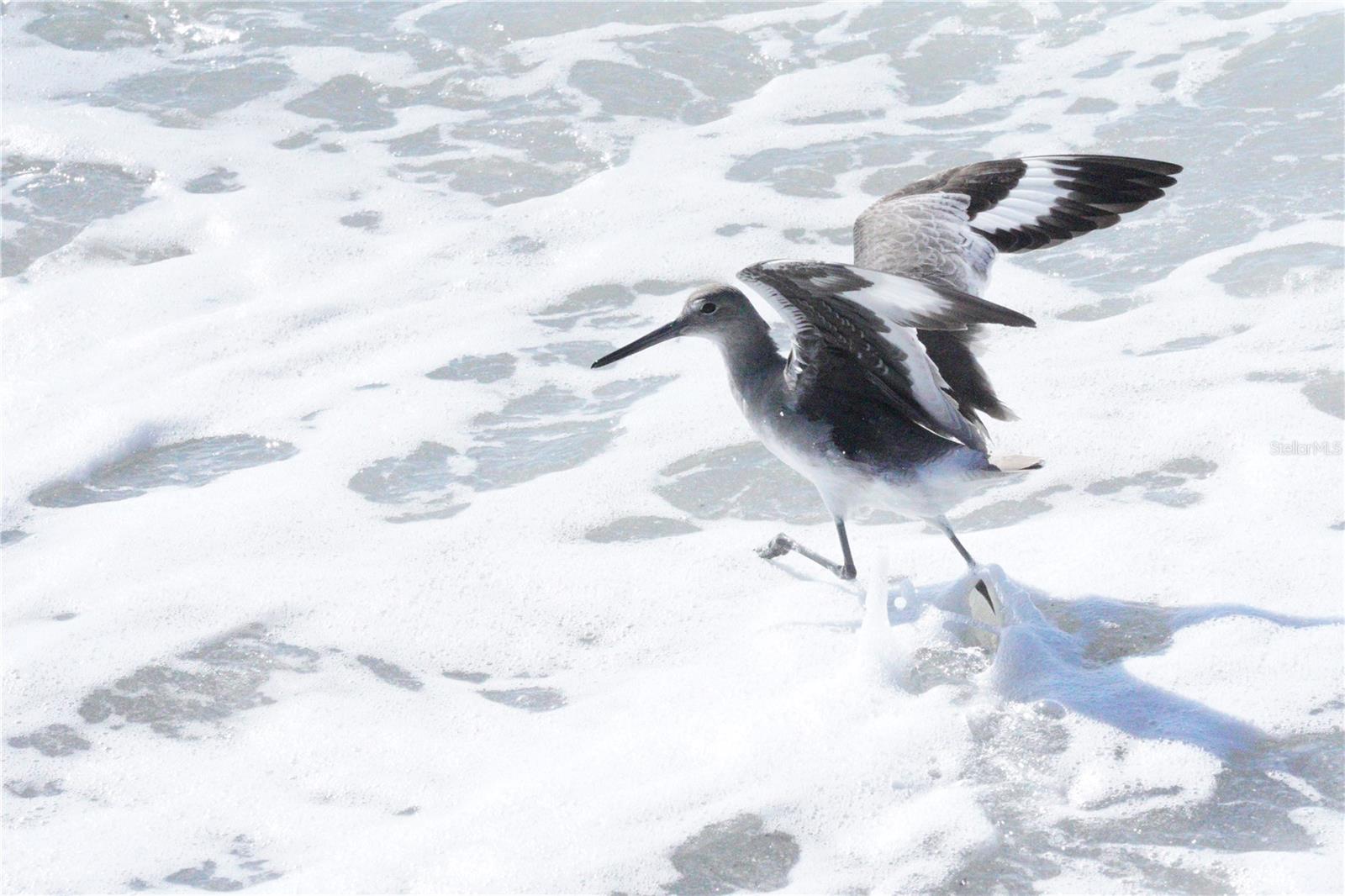 Image 46 of 49 For 2727 Beach Road 113