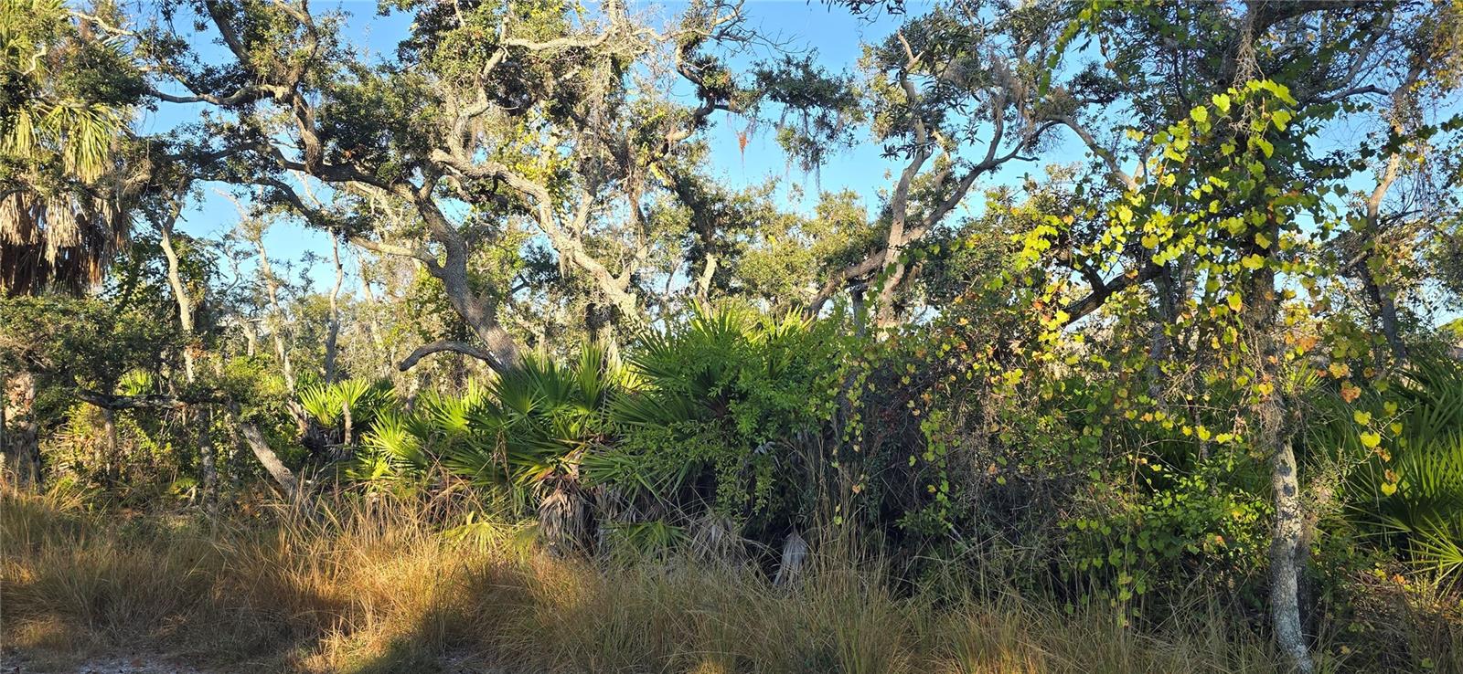 Image 2 of 4 For Lemon Avenue