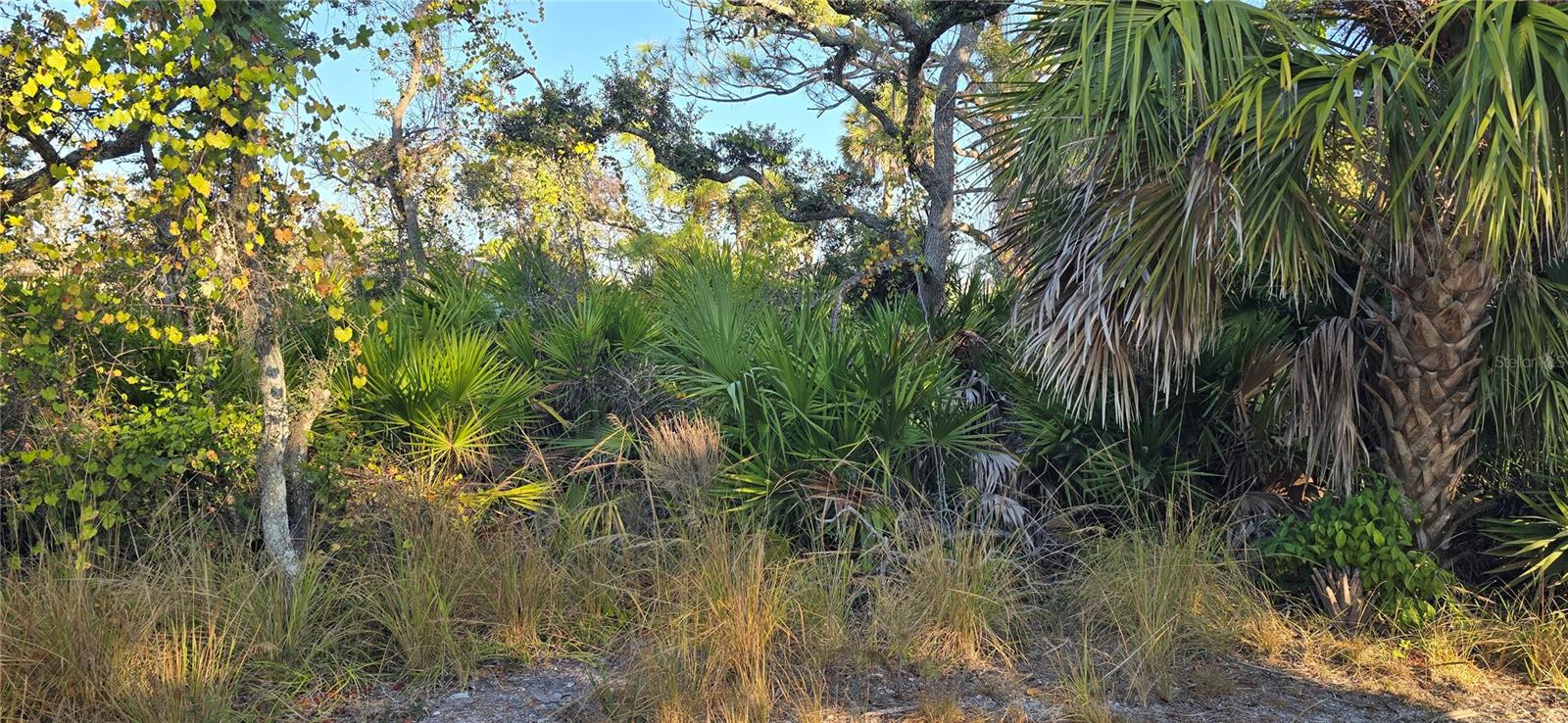 Image 3 of 4 For Lemon Avenue