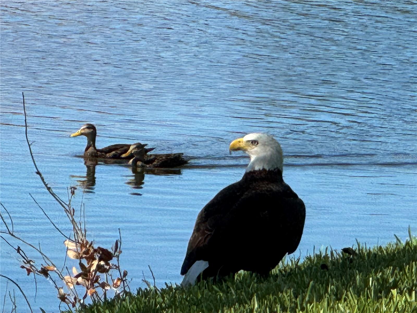 Image 57 of 98 For 487 Dover Circle