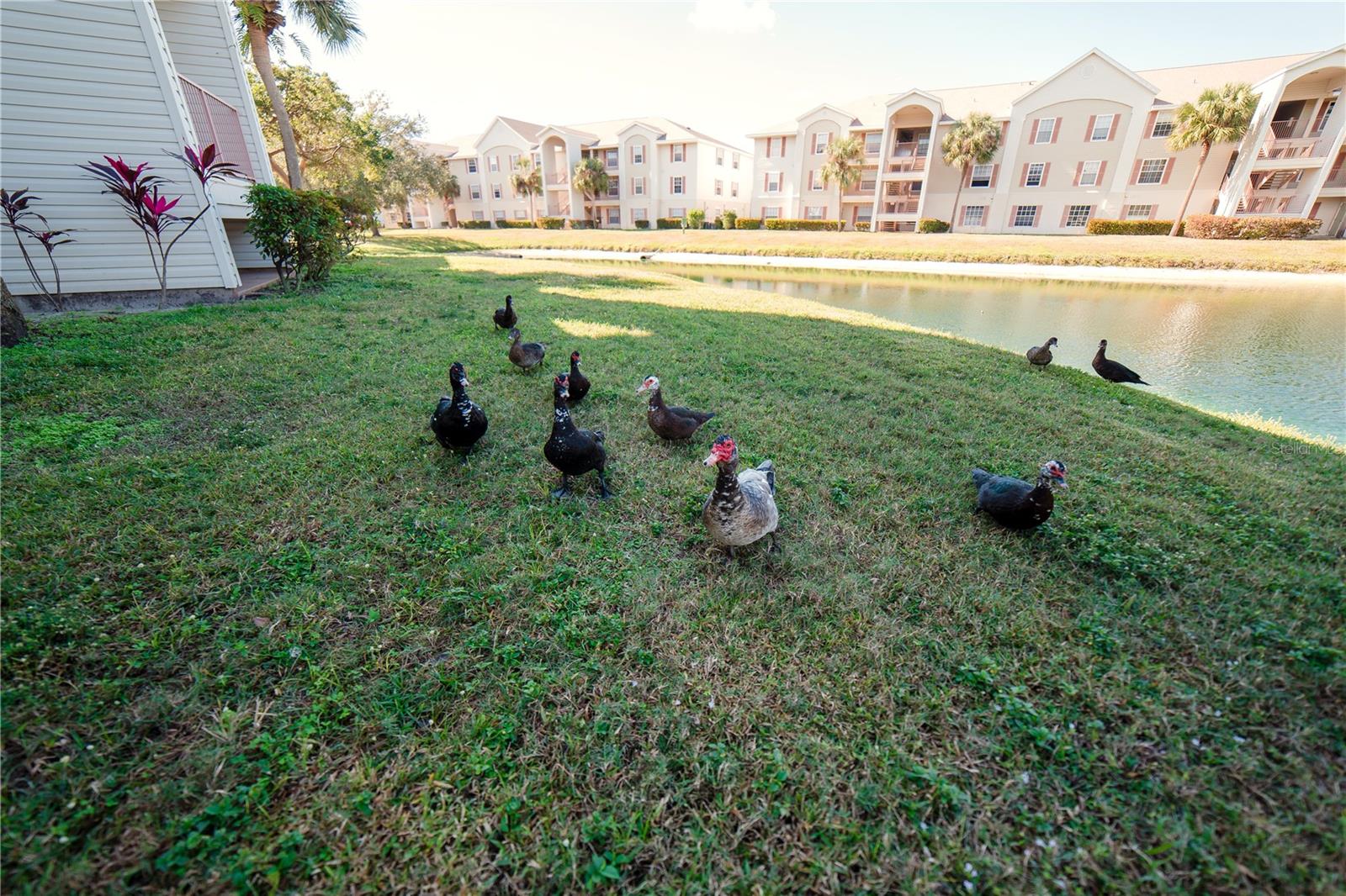 Image 38 of 40 For 1771 Four Mile Cove Parkway 1031