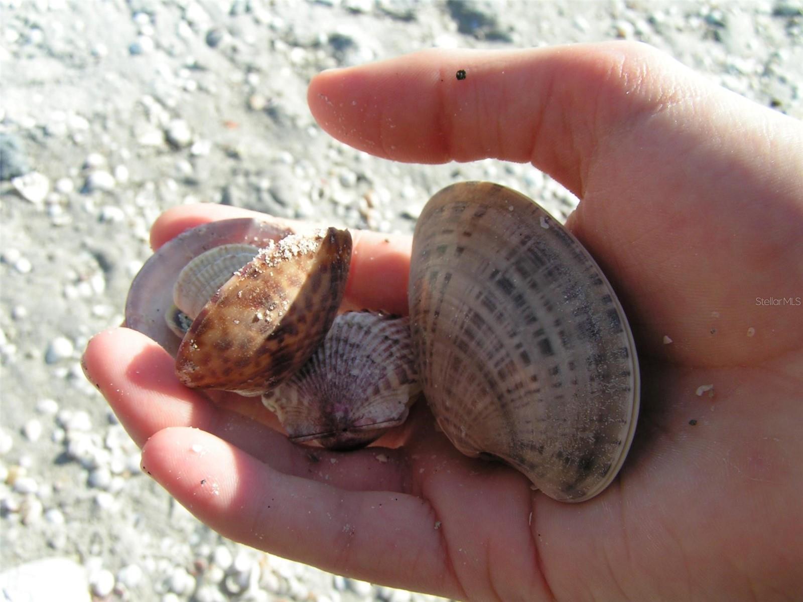 Image 78 of 100 For 35 Pine Valley Court