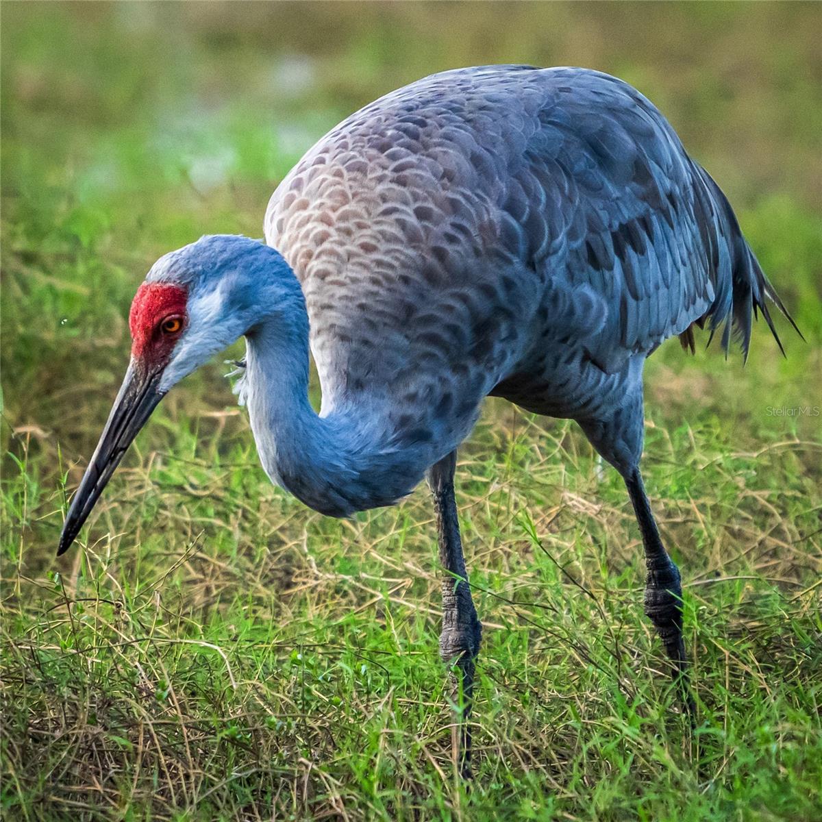 Listing photo id 62 for 5 Aye Court 