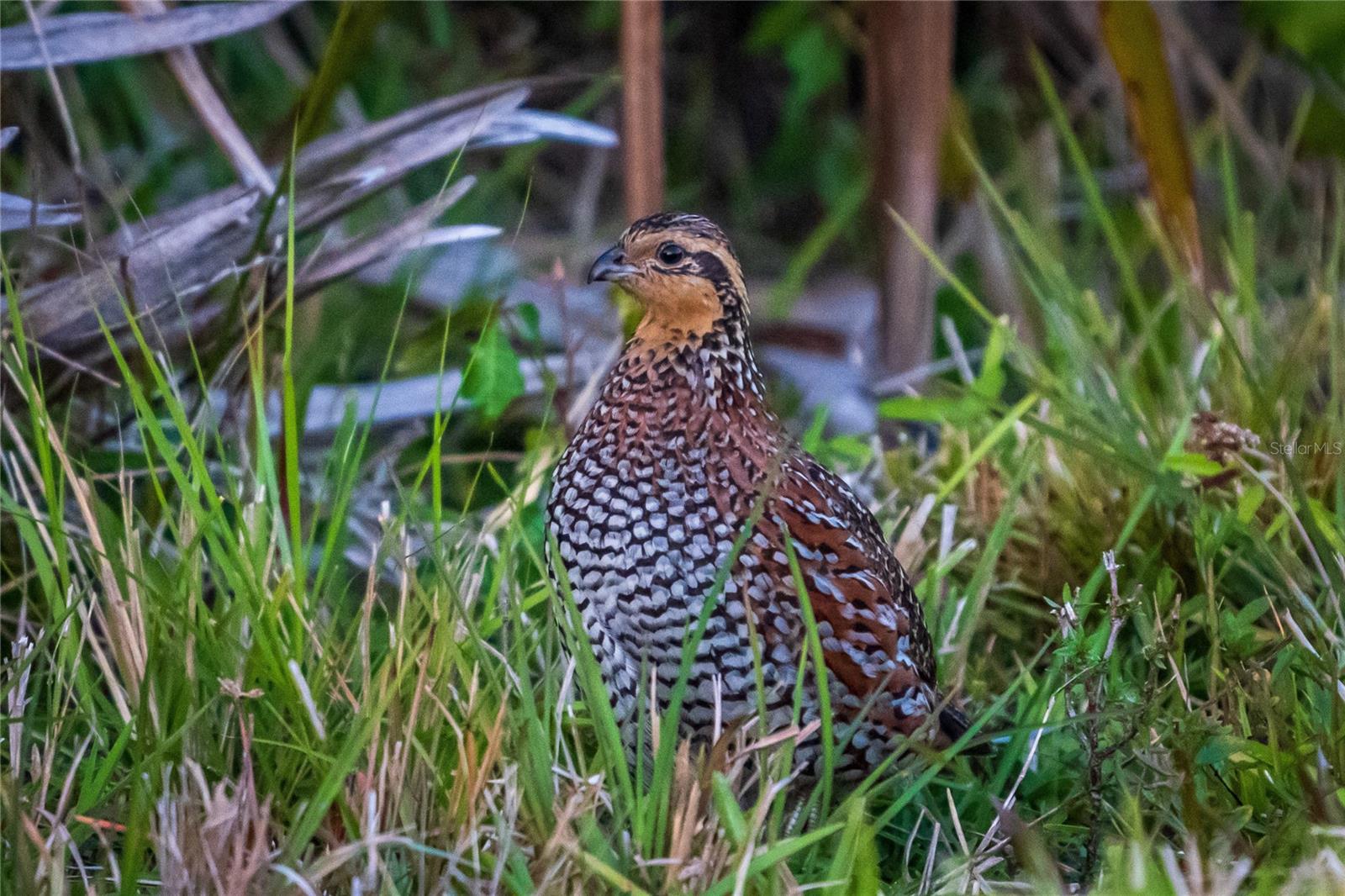 Listing photo id 63 for 5 Aye Court 