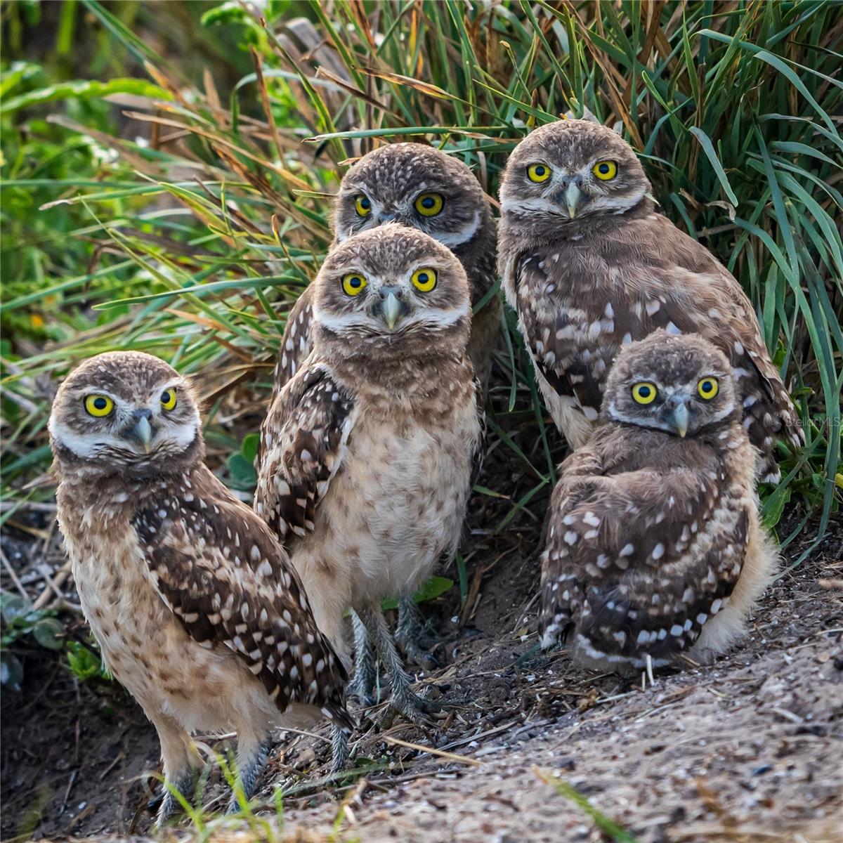 Listing photo id 64 for 5 Aye Court 