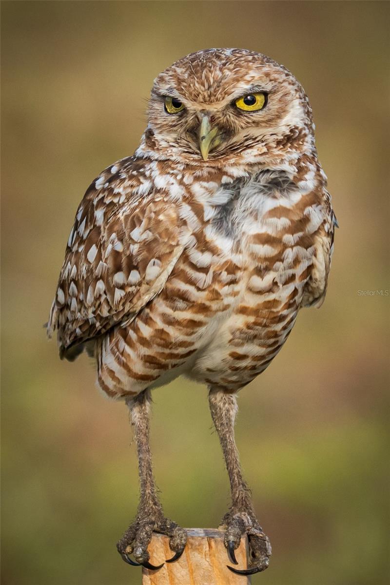 Listing photo id 65 for 5 Aye Court 