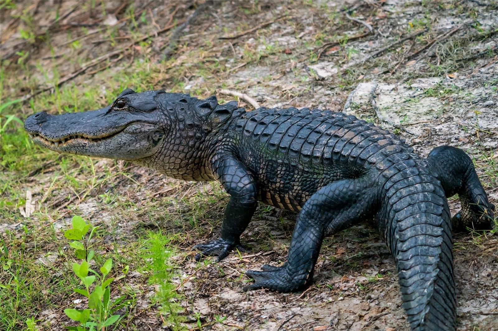 Listing photo id 67 for 5 Aye Court 