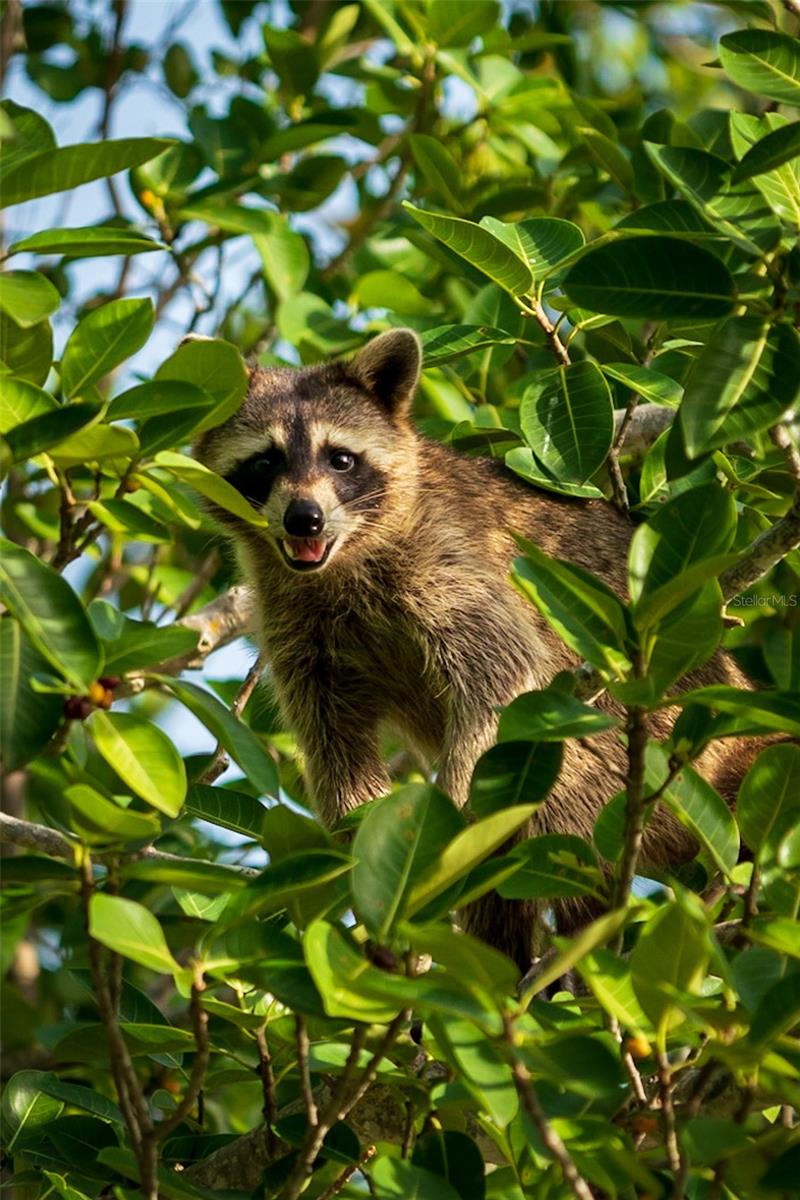 Listing photo id 68 for 5 Aye Court 