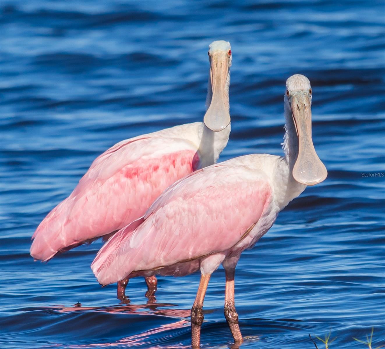 Listing photo id 71 for 5 Aye Court 