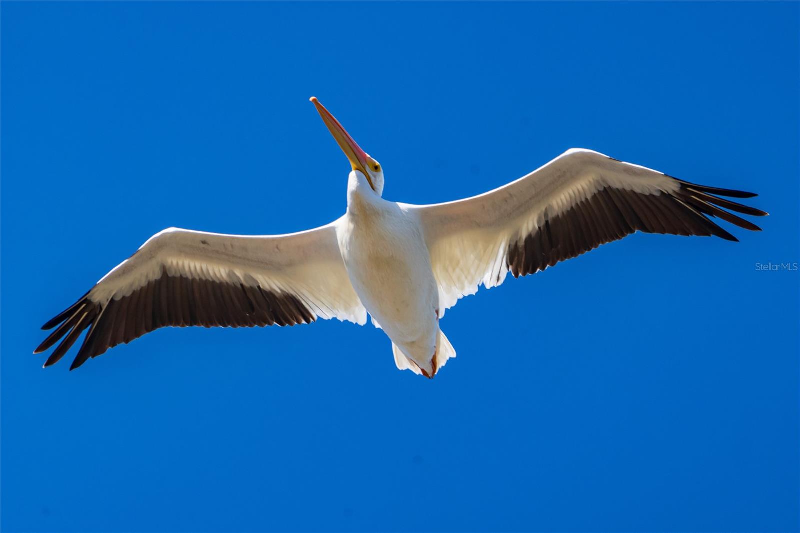 Listing photo id 72 for 5 Aye Court 