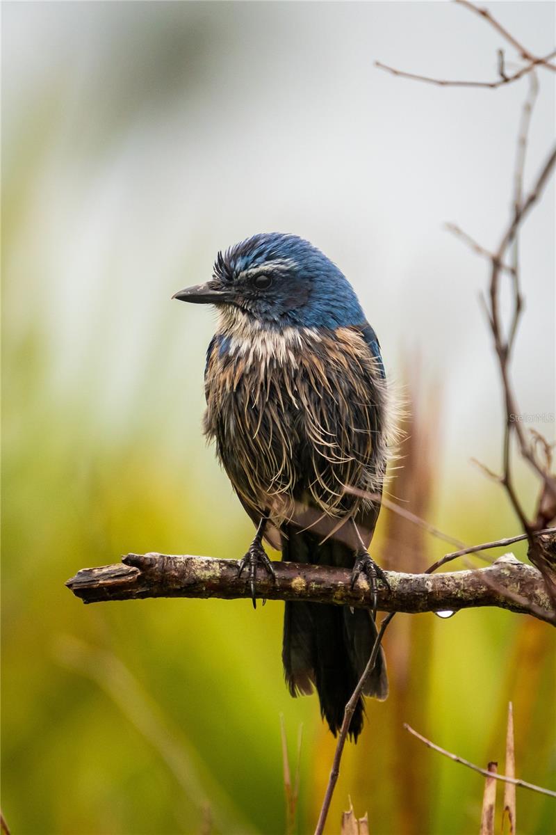 Listing photo id 73 for 5 Aye Court 