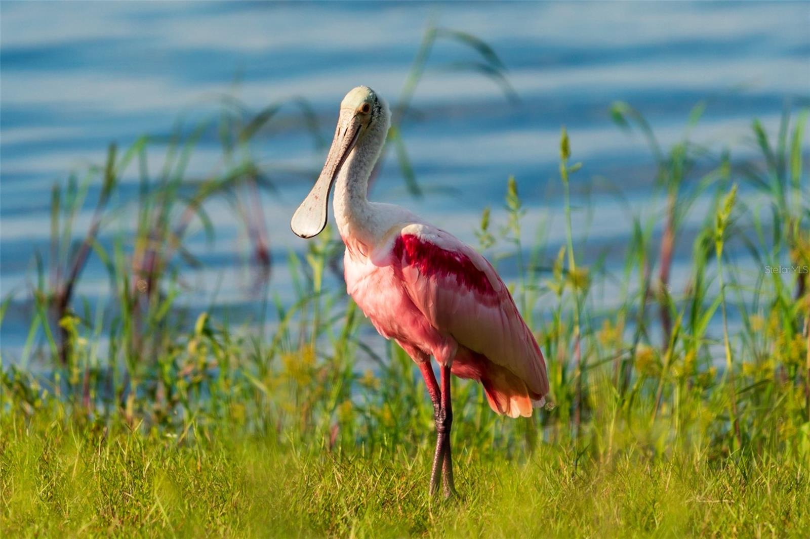 Listing photo id 74 for 5 Aye Court 