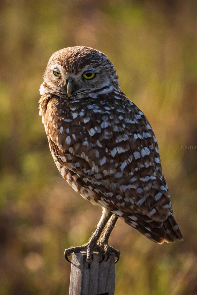 Listing photo id 75 for 5 Aye Court 