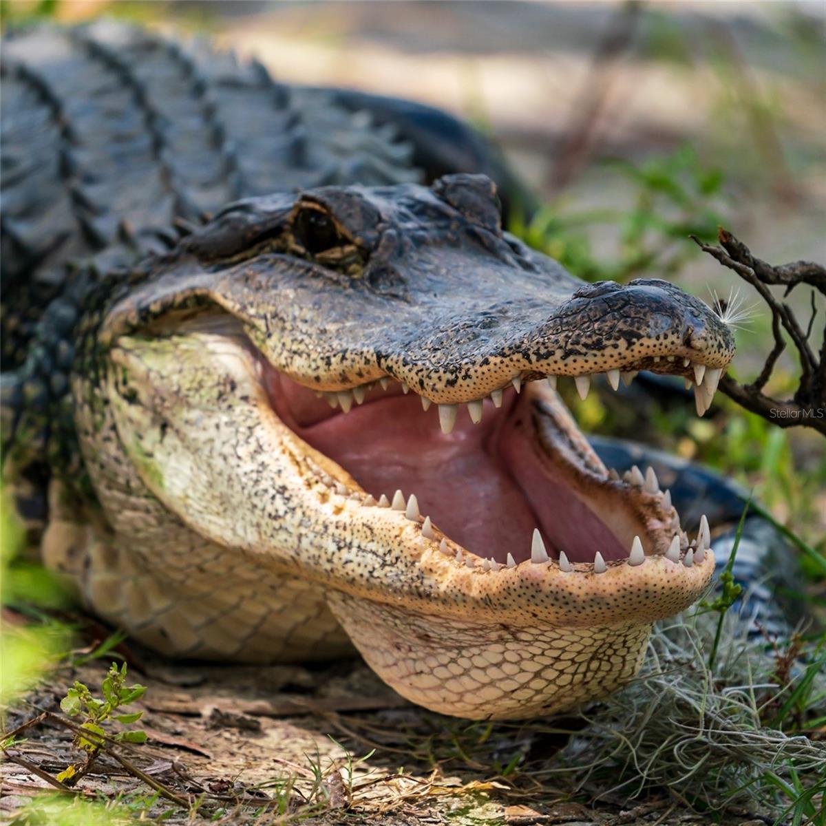 Listing photo id 77 for 5 Aye Court 