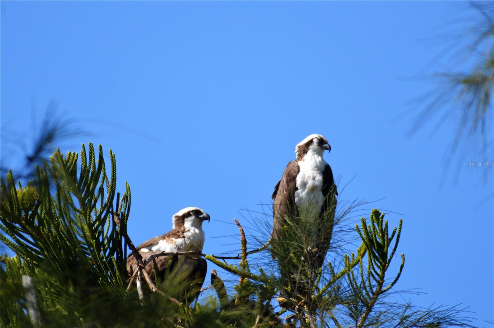 Image 62 of 68 For 301 Gulf Boulevard 25