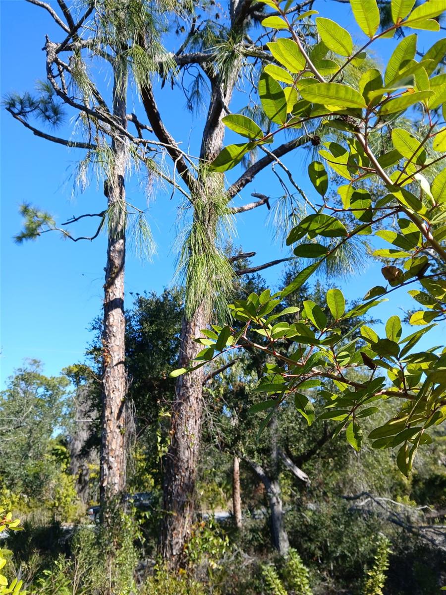 Image 12 of 26 For 13493 Markham Avenue