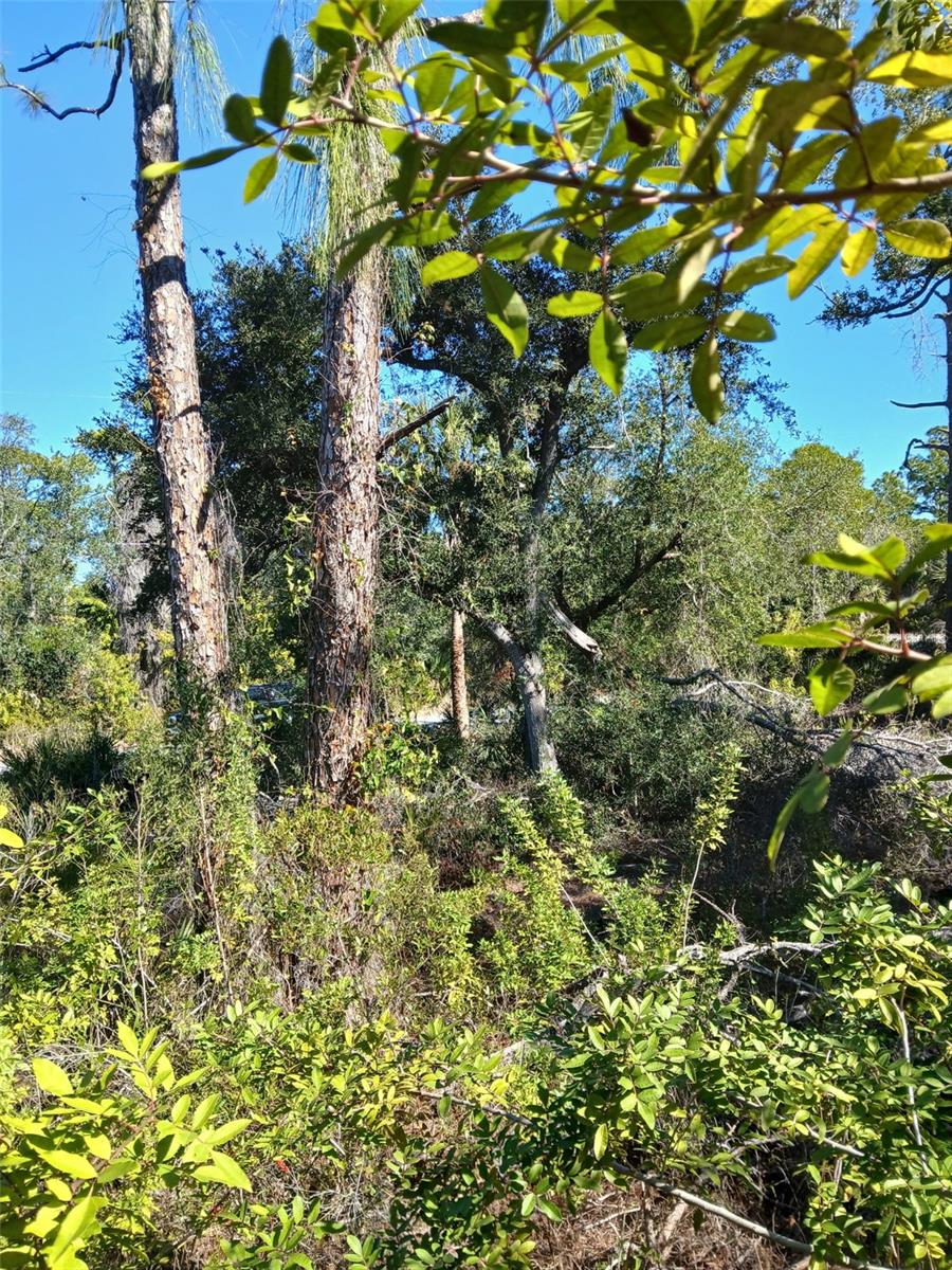 Image 13 of 26 For 13493 Markham Avenue