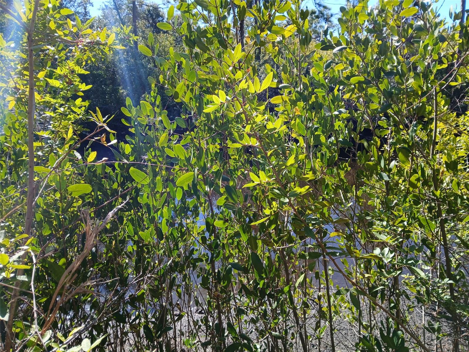 Image 16 of 26 For 13493 Markham Avenue