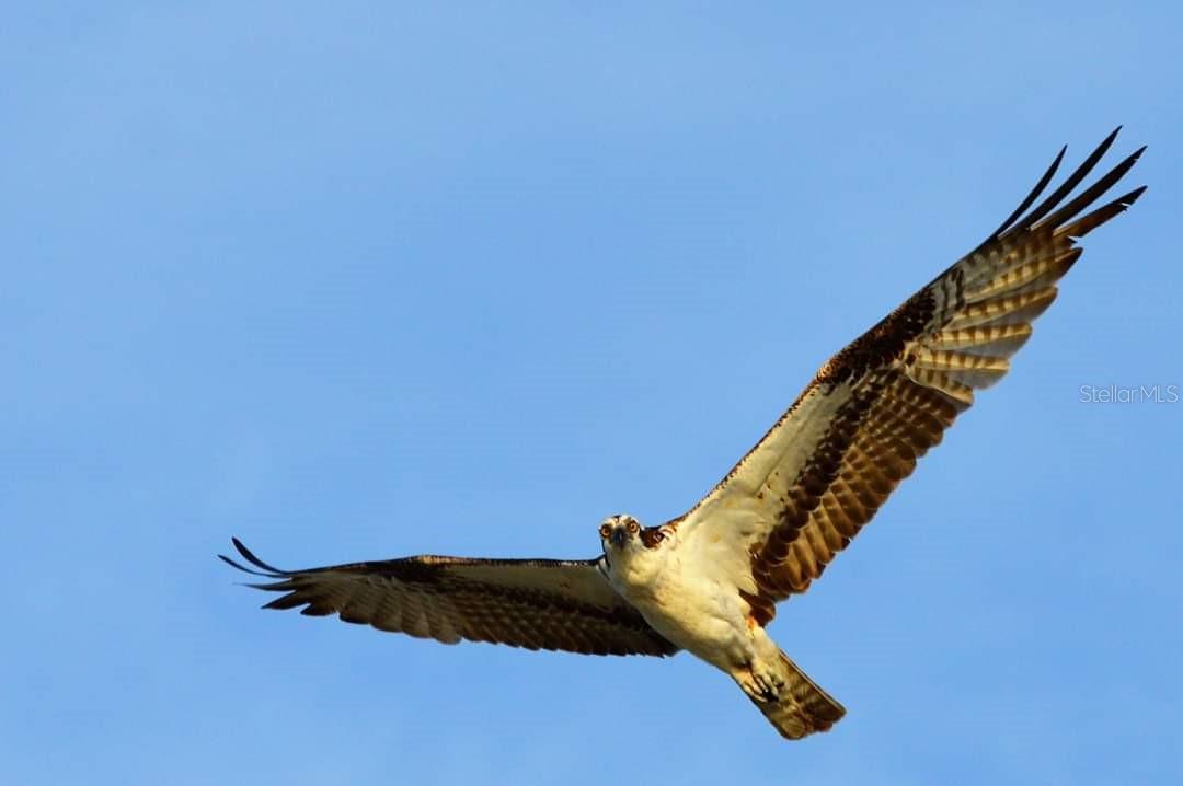 Listing photo id 77 for 391 Gulf Boulevard