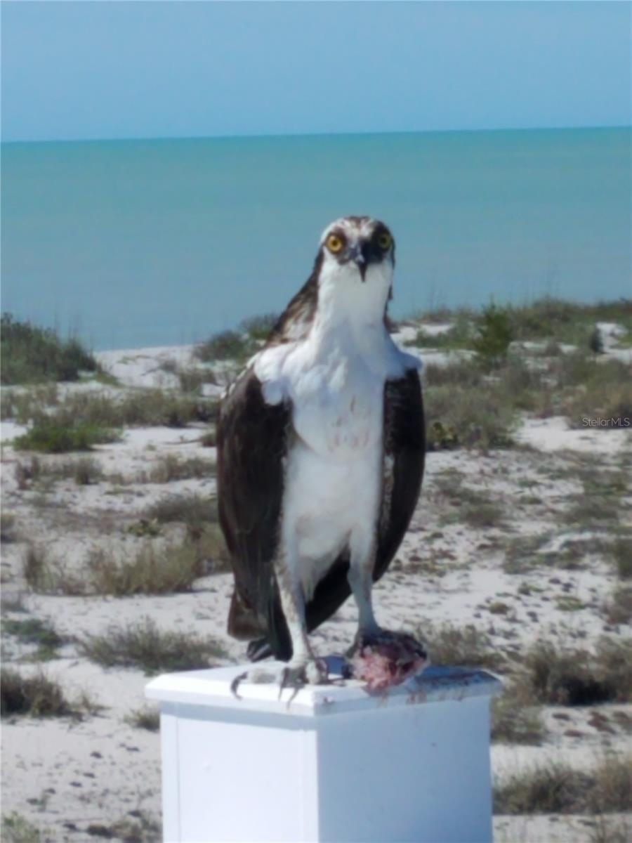 Listing photo id 82 for 391 Gulf Boulevard