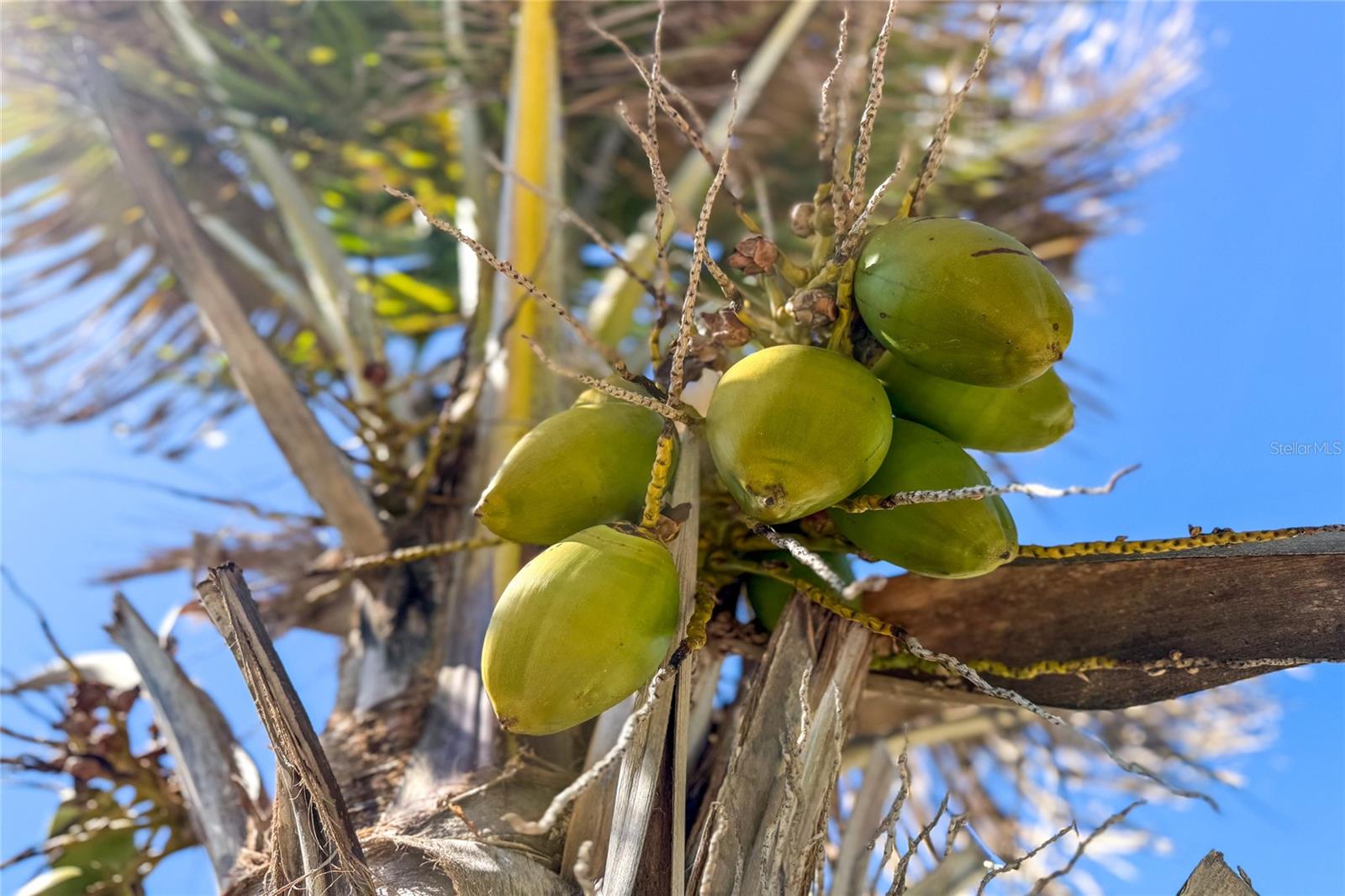 Image 34 of 60 For 1475 Flamingo Drive 333