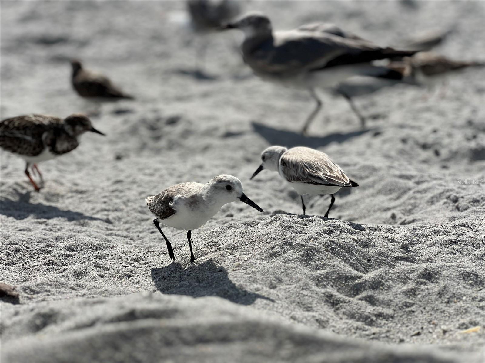 Image 50 of 50 For 2255 Beach Road 20