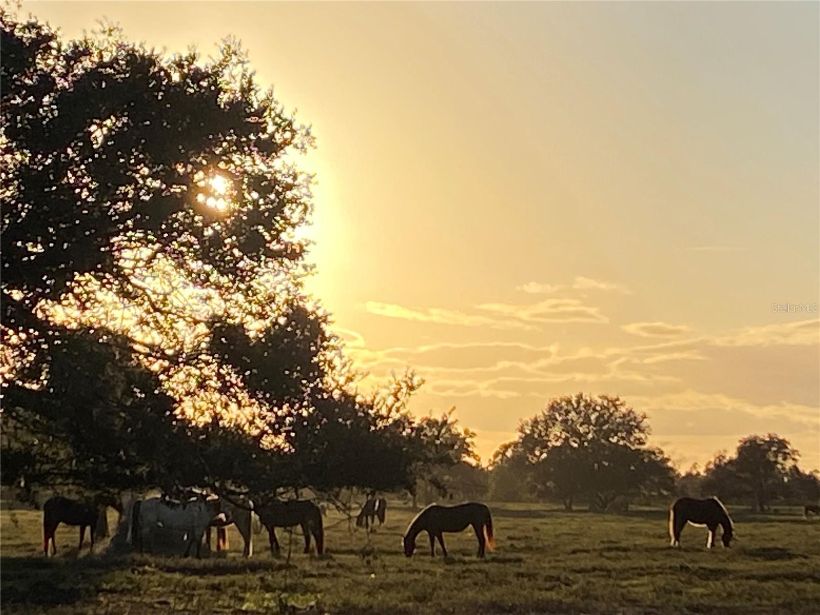 Image 10 of 11 For 313 Gator Alley