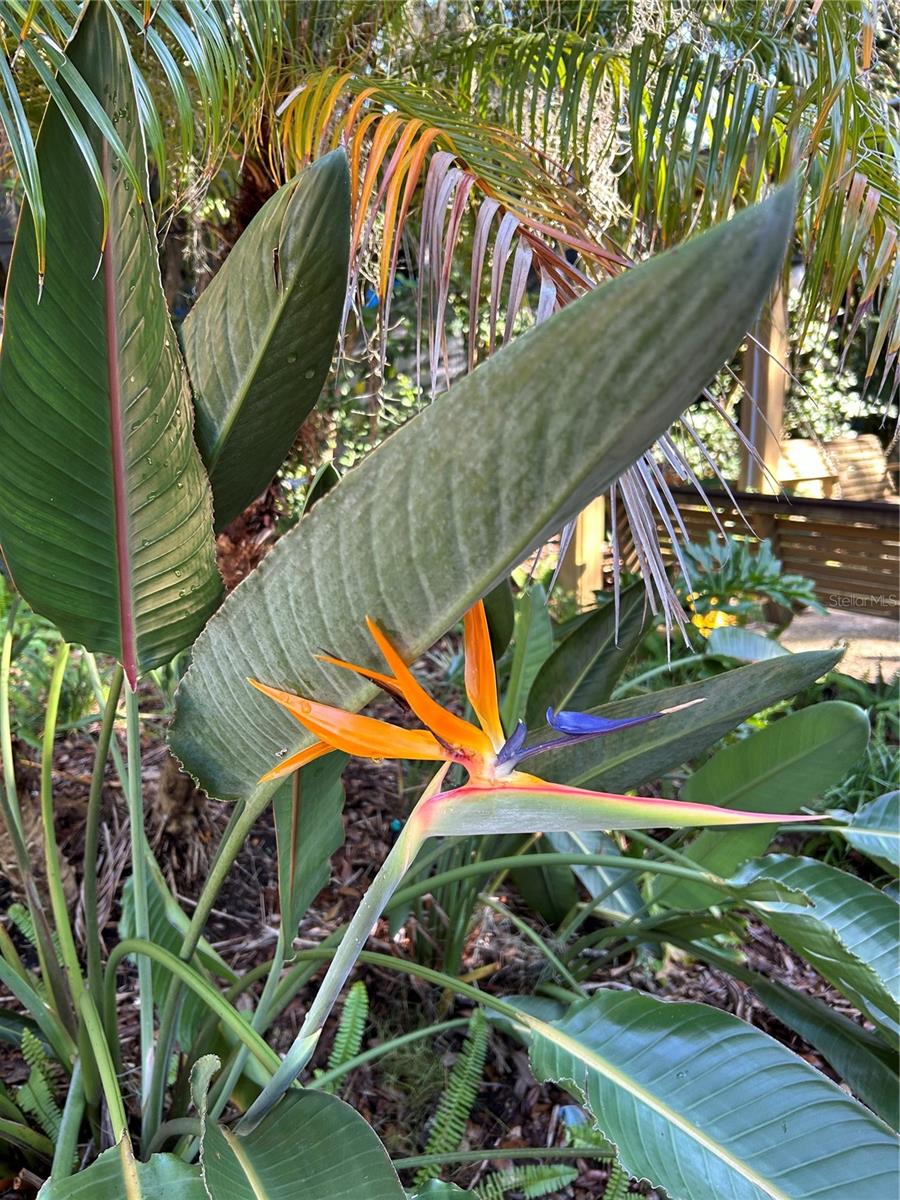 Image 5 of 11 For 313 Gator Alley