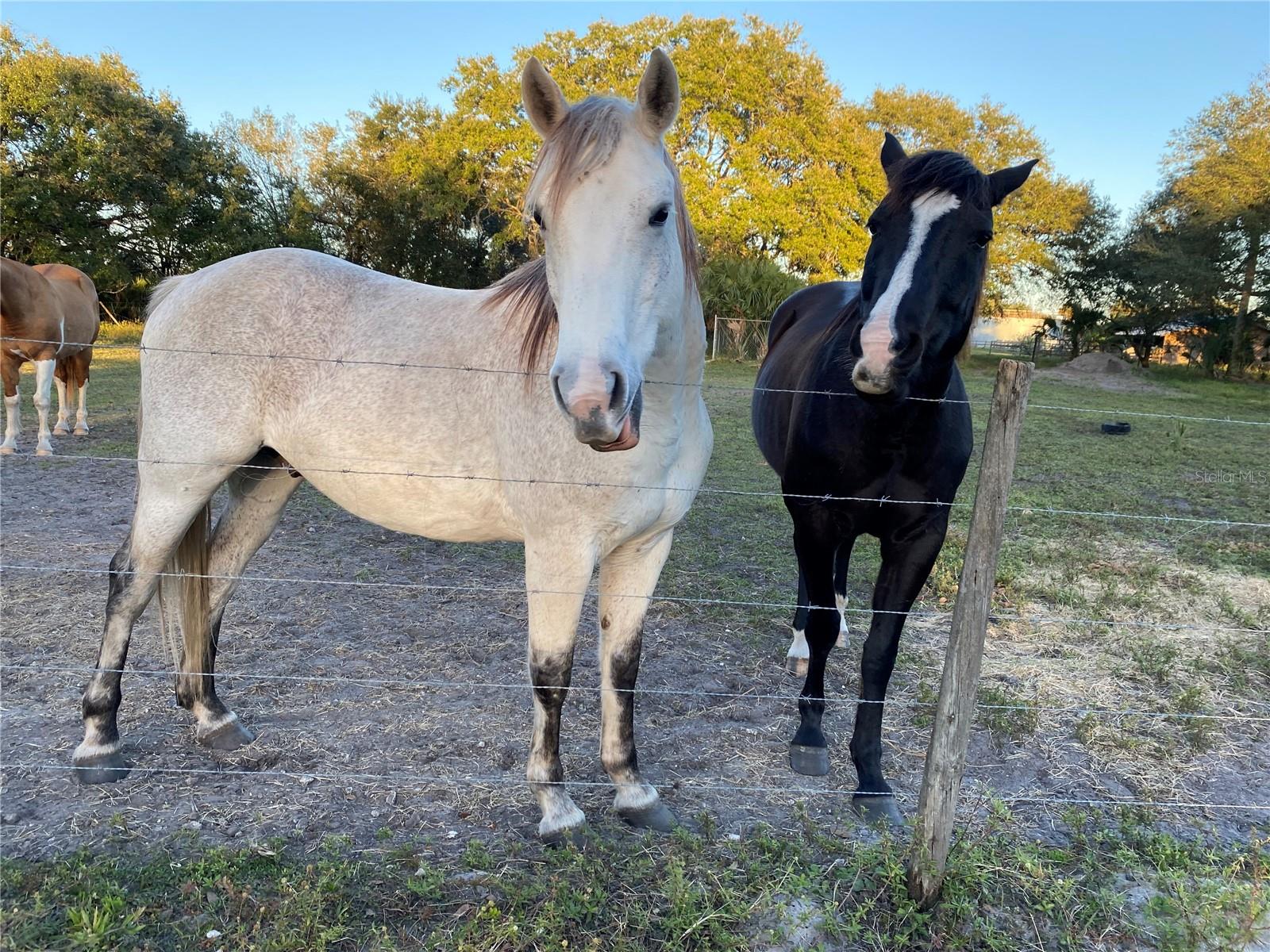 Image 7 of 11 For 313 Gator Alley