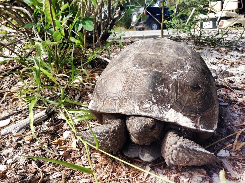 Image 83 of 90 For 230 Gulf Boulevard