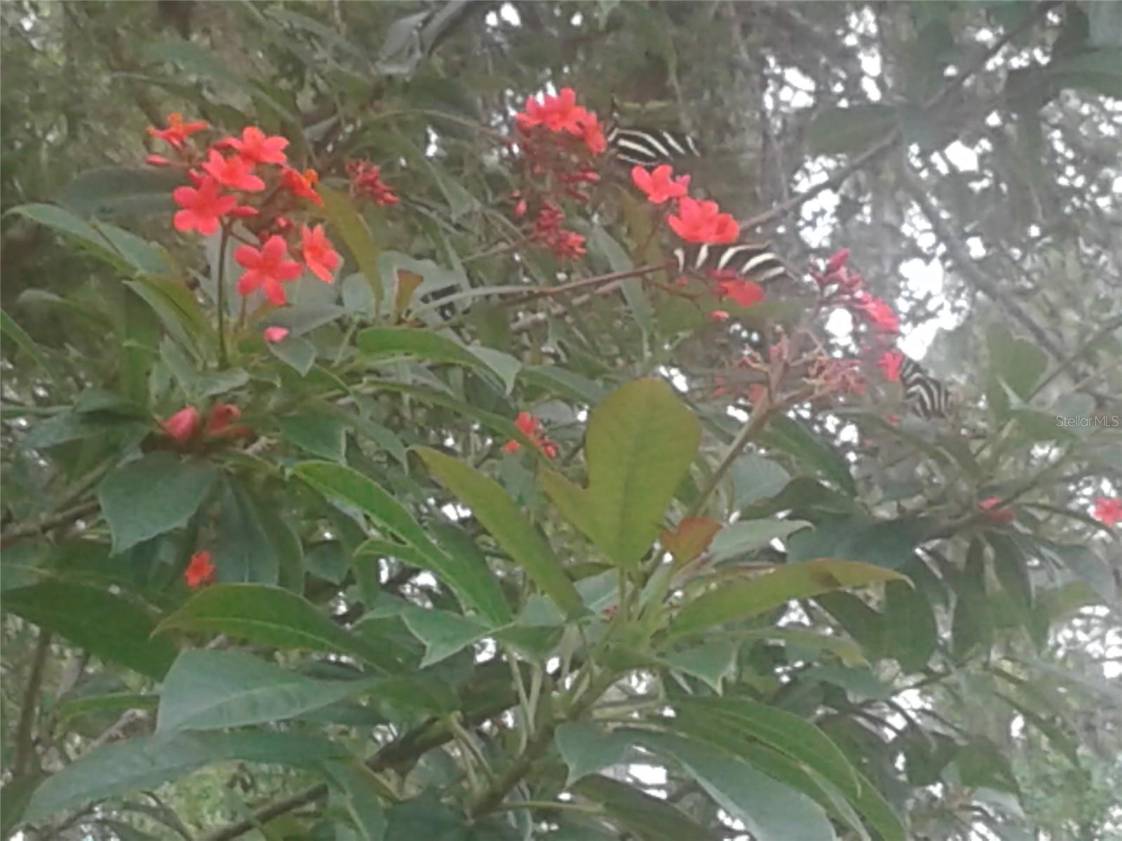 Image 5 of 5 For  Kacher Road 