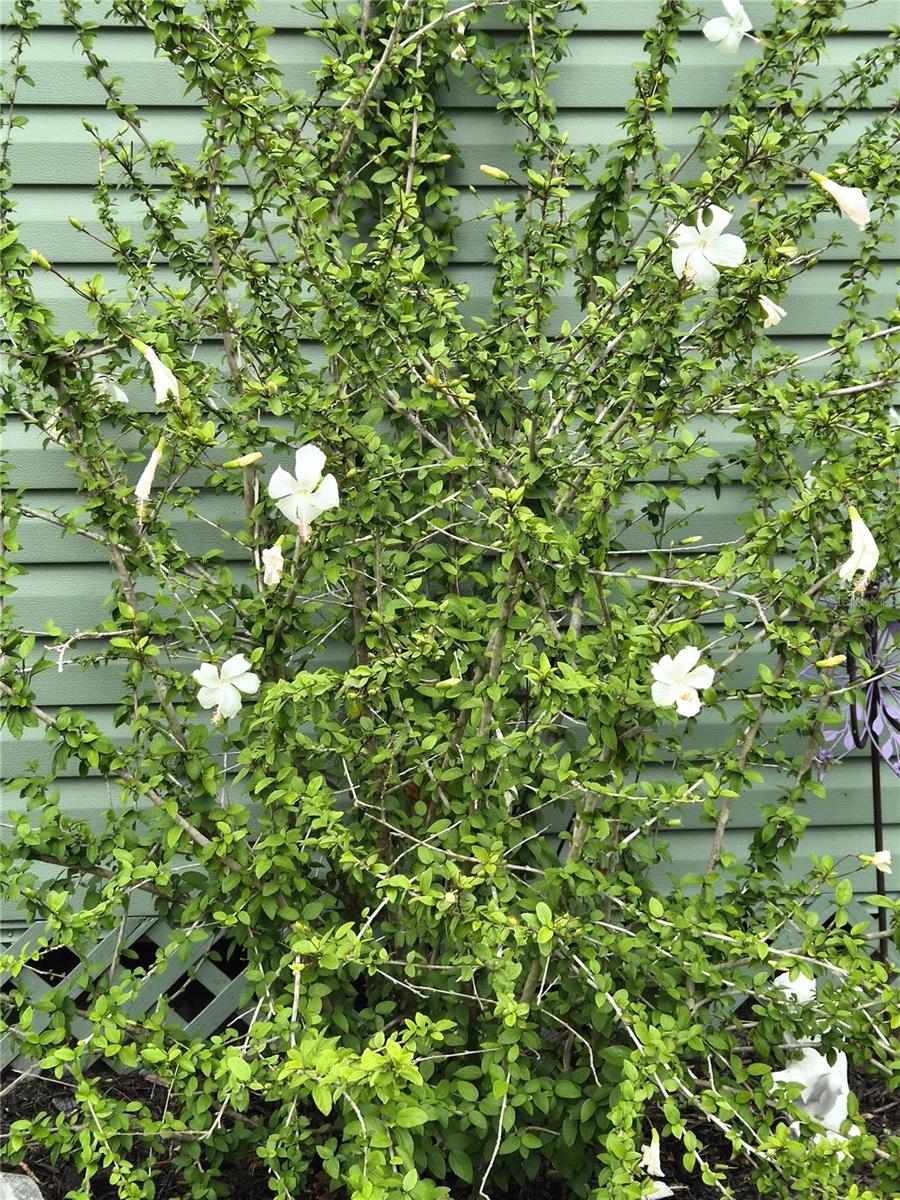 Image 6 of 14 For 15322 Lime Drive