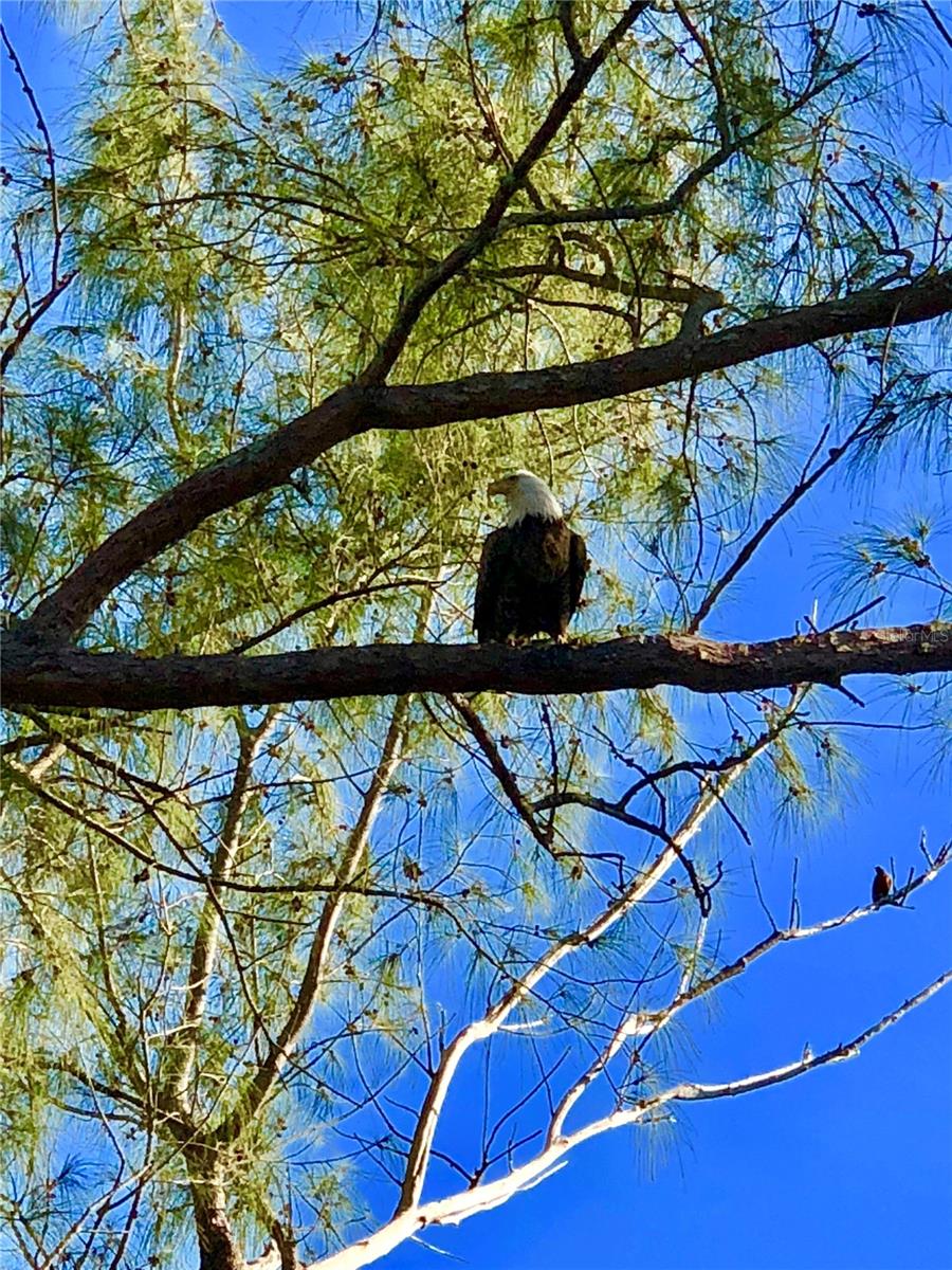 Image 40 of 41 For 9200 Little Gasparilla  304