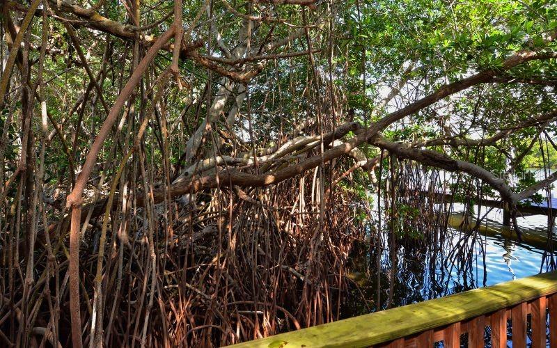 Image 74 of 76 For 6950 Palm Island Drive