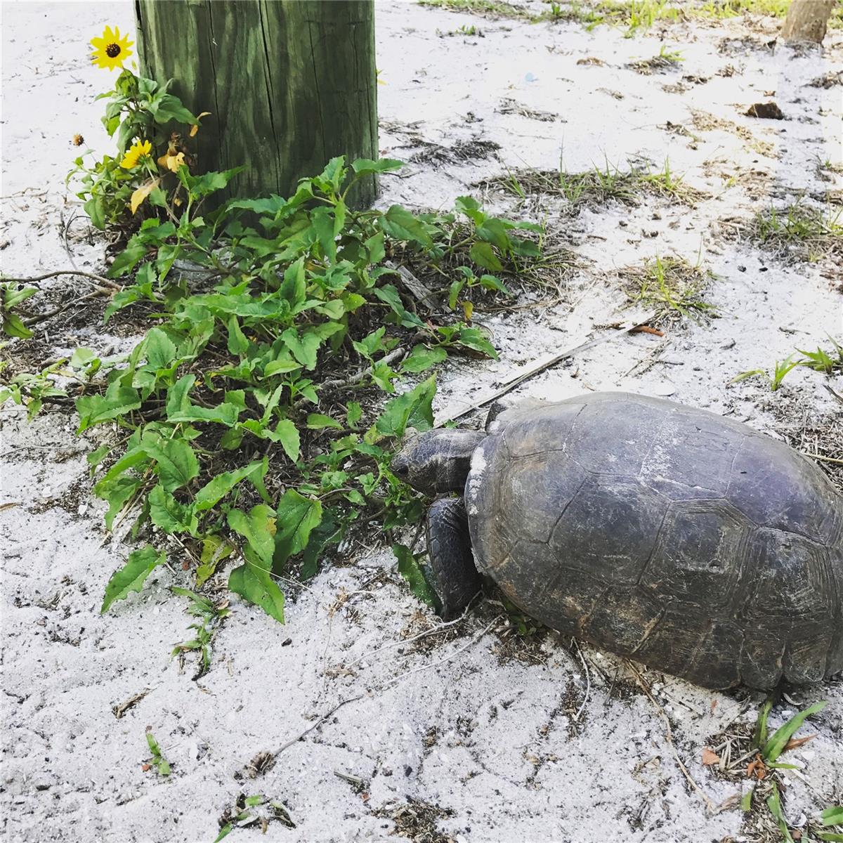 Image 50 of 60 For 8302 Little Gasparilla Island