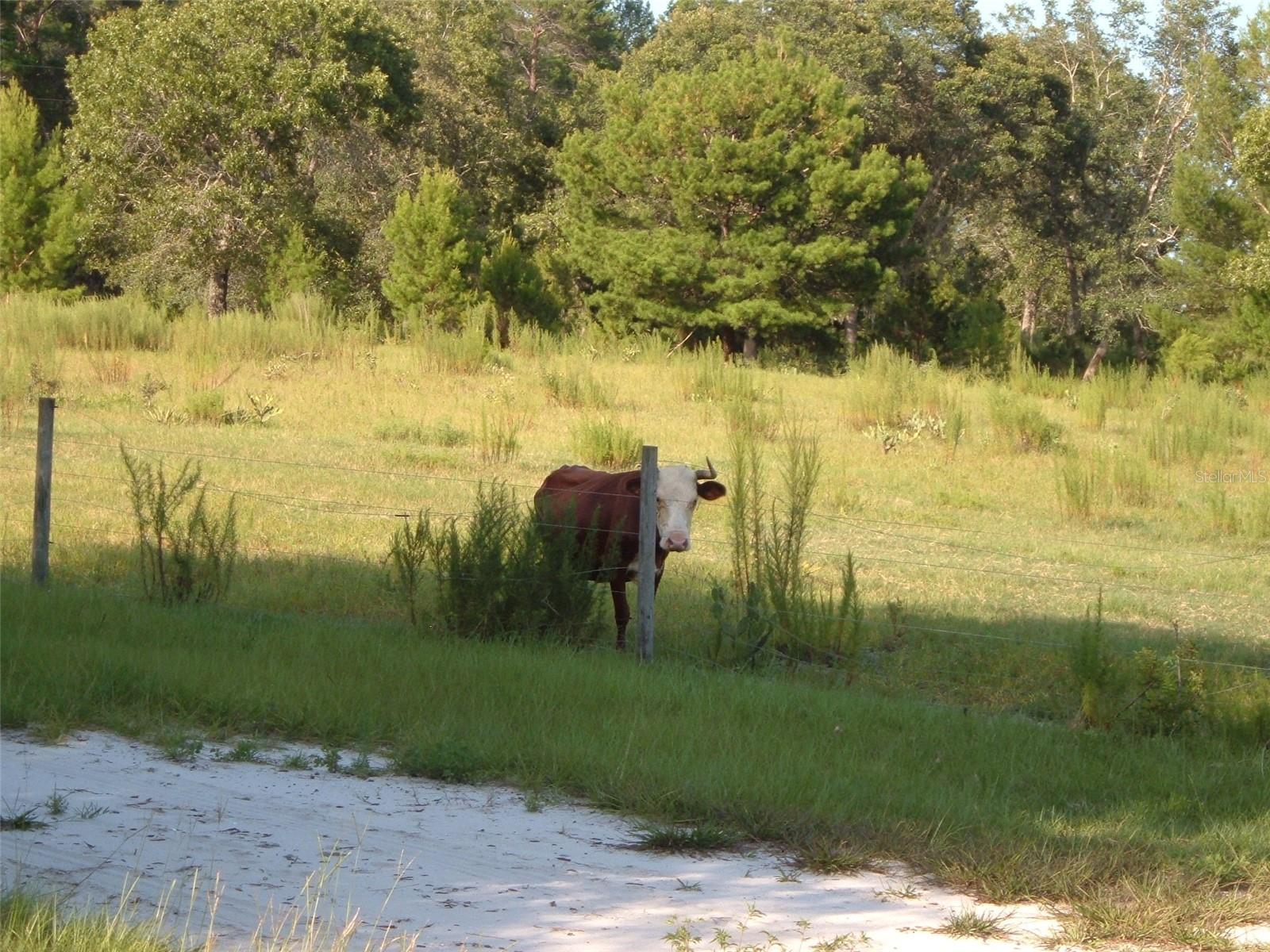 Image 4 of 15 For 900 Buckles Road