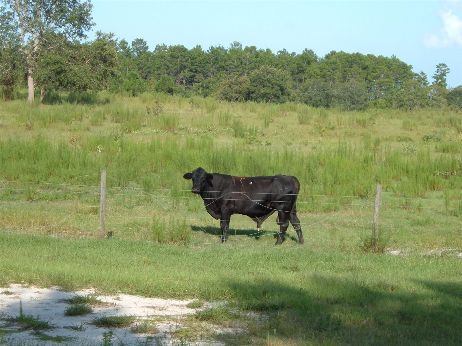 Image 5 of 15 For 900 Buckles Road