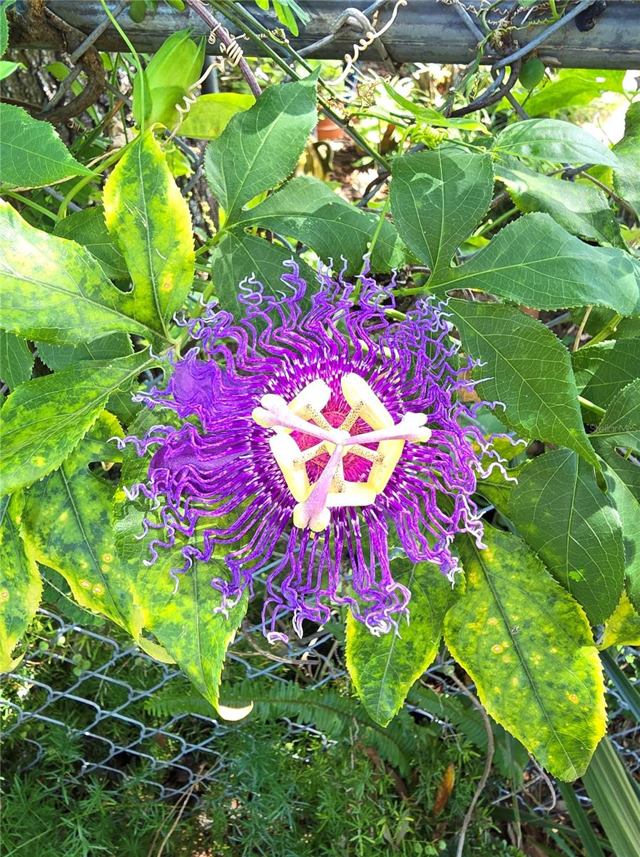 Image 31 of 37 For 4206 Glissade Drive