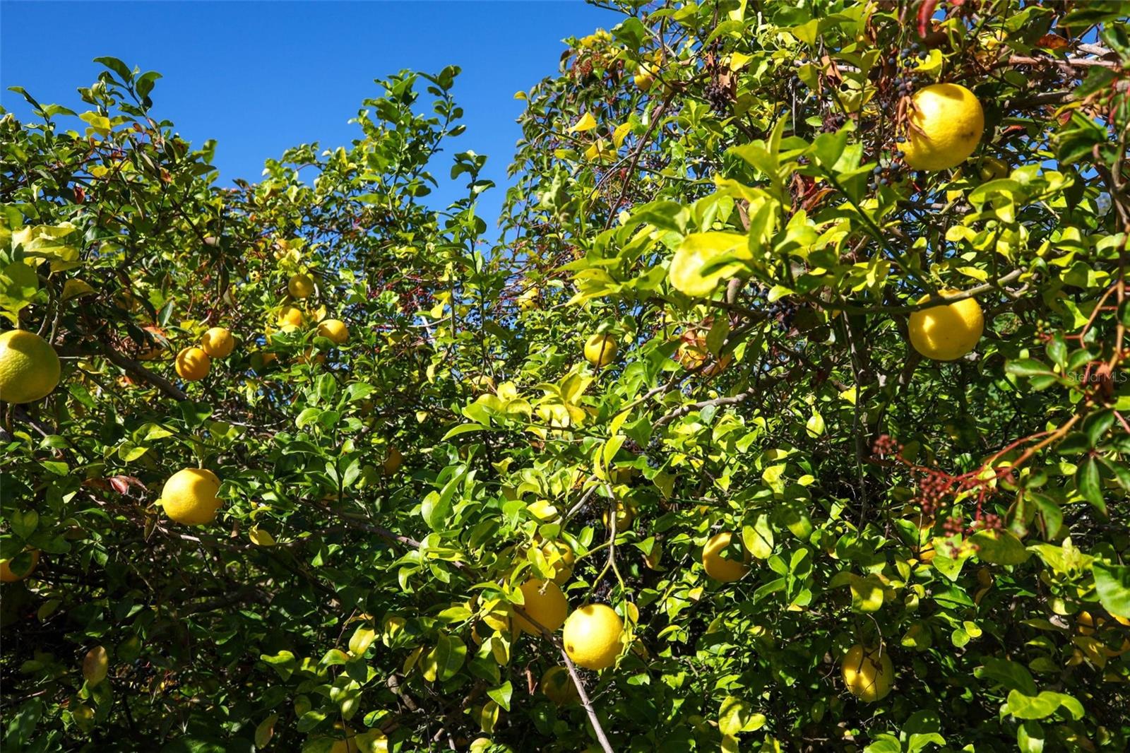 Image 38 of 42 For 7113 Ironwood Drive