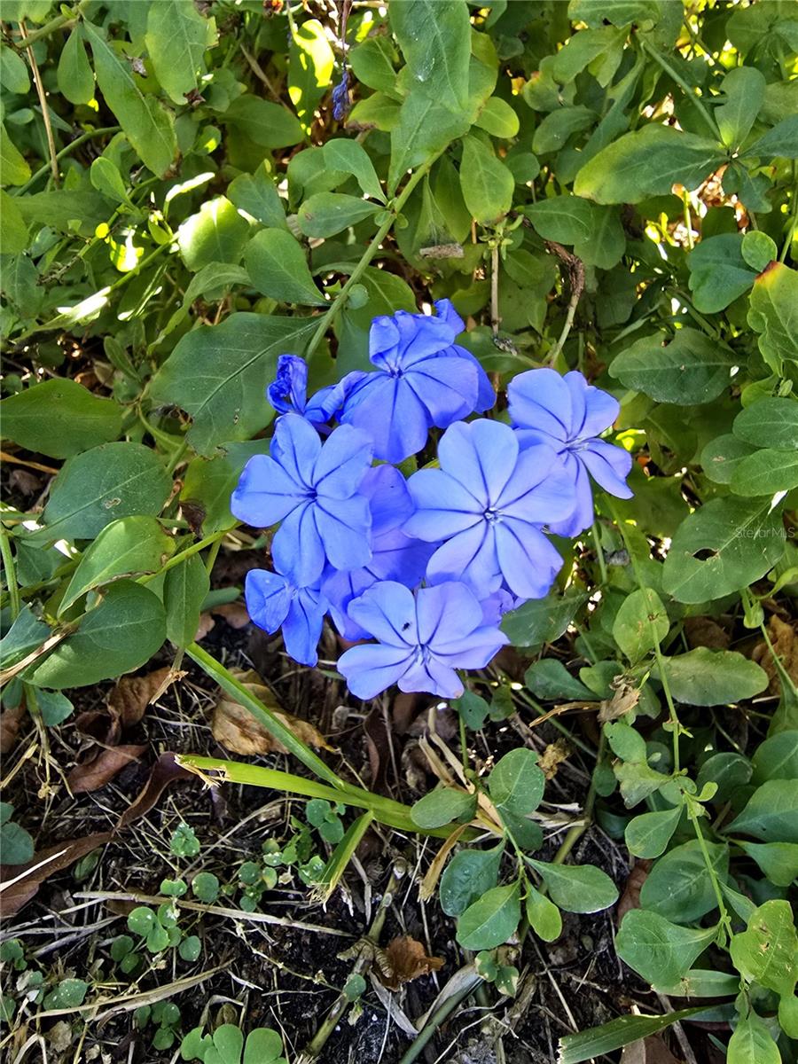 Image 34 of 37 For 16201 Pine Ridge Drive