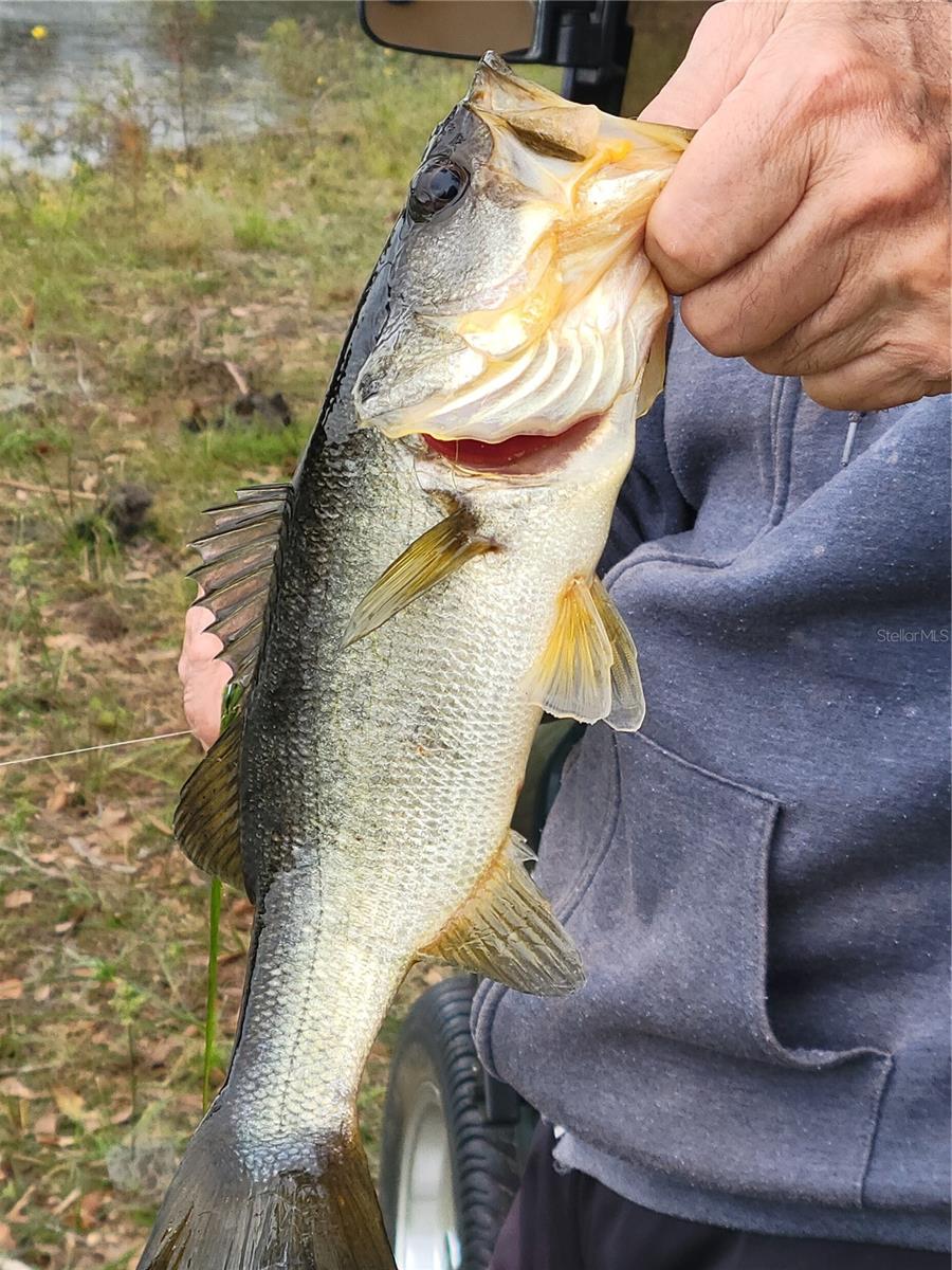 Image 50 of 96 For 27343 Roanoke Drive