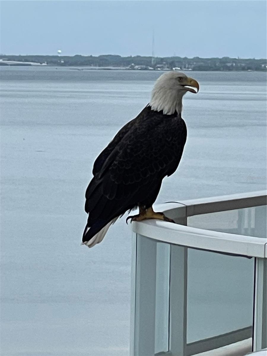 Listing photo id 47 for 3060 Grand Bay Boulevard 174