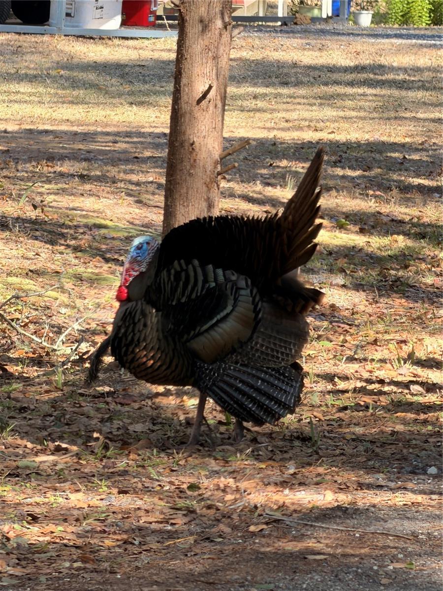 Image 34 of 35 For 53706 Rivertrace Road