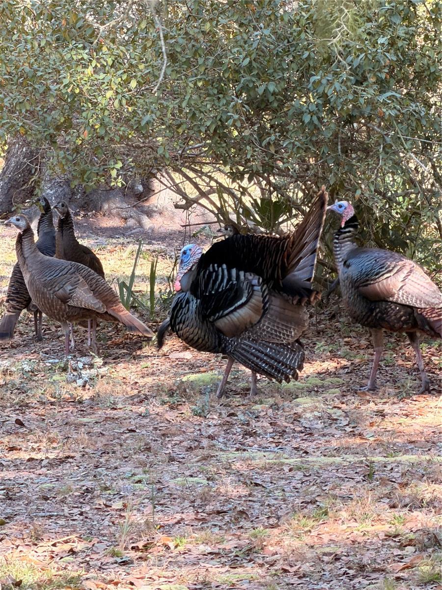 Image 35 of 35 For 53706 Rivertrace Road