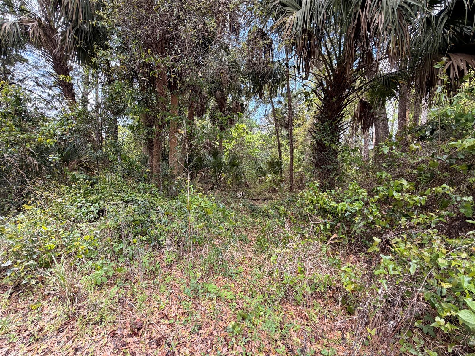 Image 4 of 8 For County Road 445a